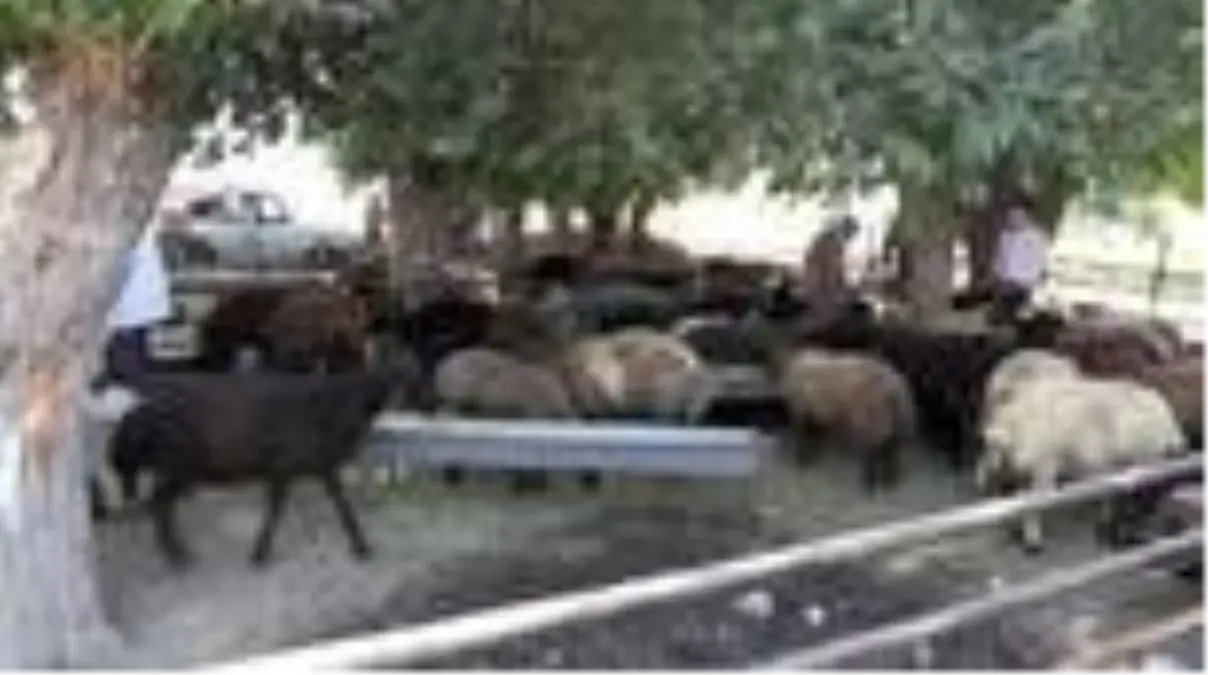 İran'da Kovid-19 nedeniyle kurbanlık satışlarında düşüş yaşanıyor