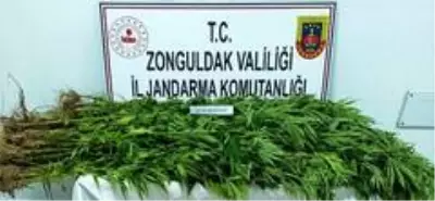 Jandarmadan kenevir operasyonu: 1 gözaltı Jandarmadan kenevir operasyonu: 1 gözaltı