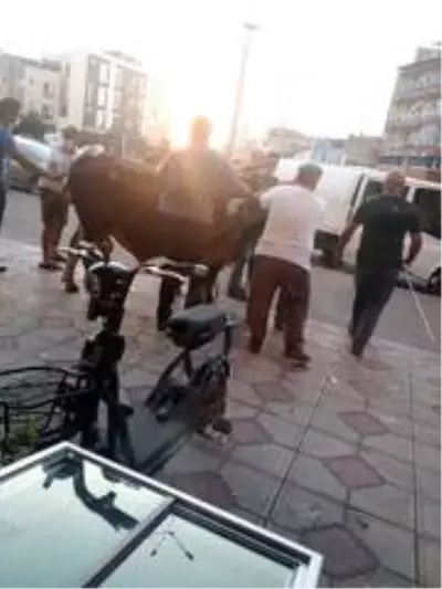 Bursa'da sahibinin elinden kaçarak giyim mağazasına dalan kurbanlık boğa, büyük korku ve panik yaşattı Bursa'da sahibinin elinden kaçarak giyim mağazasına dalan kurbanlık boğa, büyük korku ve panik yaşattı