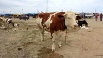 Kurban Bayramı'na bir gün kala bir ton 100 kilogramlık 'Pembe' isimli boğa alıcısını bekliyor Kurban Bayramı'na bir gün kala bir ton 100 kilogramlık 'Pembe' isimli boğa alıcısını bekliyor