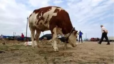 Kurban Bayramı'na bir gün kala bir ton 100 kilogramlık 'Pembe' isimli boğa alıcısını bekliyor Kurban Bayramı'na bir gün kala bir ton 100 kilogramlık 'Pembe' isimli boğa alıcısını bekliyor