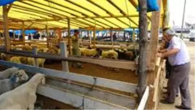 Kurban Bayramı'na bir gün kala bir ton 100 kilogramlık 'Pembe' isimli boğa alıcısını bekliyor Kurban Bayramı'na bir gün kala bir ton 100 kilogramlık 'Pembe' isimli boğa alıcısını bekliyor