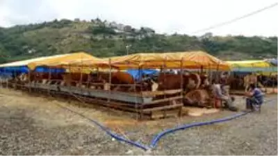 Kurban Bayramı'na bir gün kala bir ton 100 kilogramlık 'Pembe' isimli boğa alıcısını bekliyor Kurban Bayramı'na bir gün kala bir ton 100 kilogramlık 'Pembe' isimli boğa alıcısını bekliyor