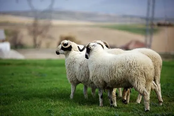 Kurban keserken Allah'ın isminin anılmasının, besmele çekilmesinin hükmü nedir? Kesim sırasında hangi dualar okunabilir? Kurban keserken Allah'ın isminin anılmasının, besmele çekilmesinin hükmü nedir? Kesim sırasında hangi dualar okunabilir?