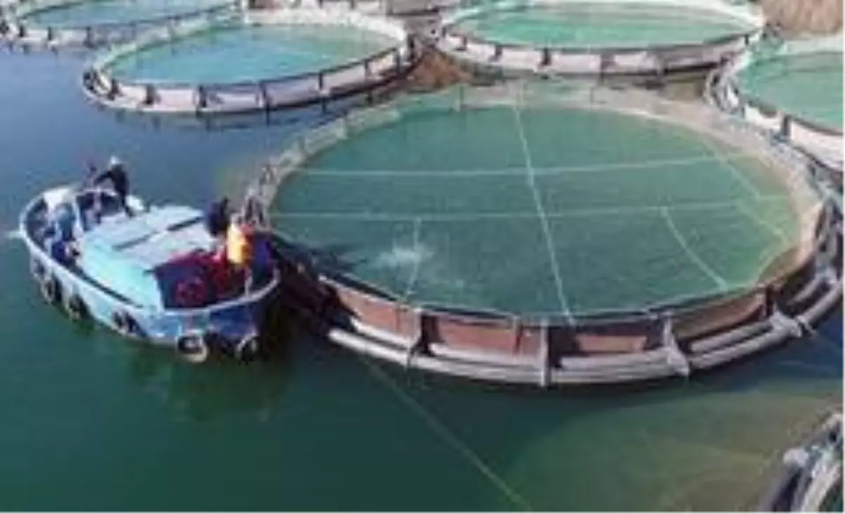 Muğla'dan Haziran ayında en fazla ihracat Yunanistan'a yapıldı