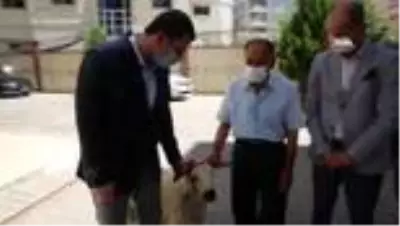 Şehit ailelerine kurbanlık koç Şehit ailelerine kurbanlık koç