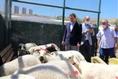 Şehit ailelerine kurbanlık koç Şehit ailelerine kurbanlık koç