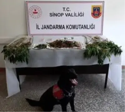 Sinop'ta uyuşturucu operasyonu Sinop'ta uyuşturucu operasyonu
