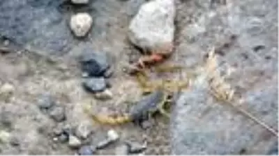 Van'da bir mahalleyi akrepler istila etti, her taşın altından onlar çıkıyor Van'da bir mahalleyi akrepler istila etti, her taşın altından onlar çıkıyor
