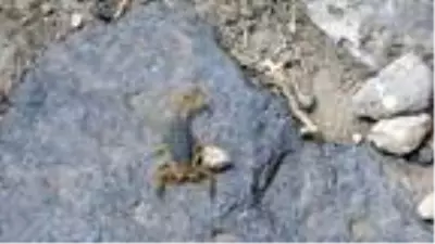 Van'da bir mahalleyi akrepler istila etti, her taşın altından onlar çıkıyor Van'da bir mahalleyi akrepler istila etti, her taşın altından onlar çıkıyor