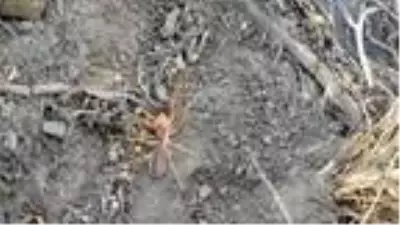 Van'da bir mahalleyi akrepler istila etti, her taşın altından onlar çıkıyor Van'da bir mahalleyi akrepler istila etti, her taşın altından onlar çıkıyor