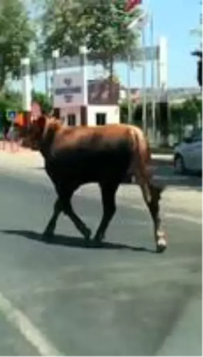 Antalya'da firari danalar araç trafiğine karıştı Antalya'da firari danalar araç trafiğine karıştı
