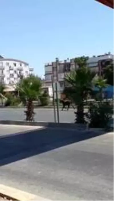 Antalya'da firari danalar araç trafiğine karıştı Antalya'da firari danalar araç trafiğine karıştı