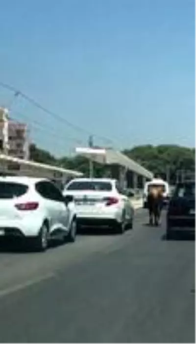 Antalya'da firari danalar araç trafiğine karıştı Antalya'da firari danalar araç trafiğine karıştı