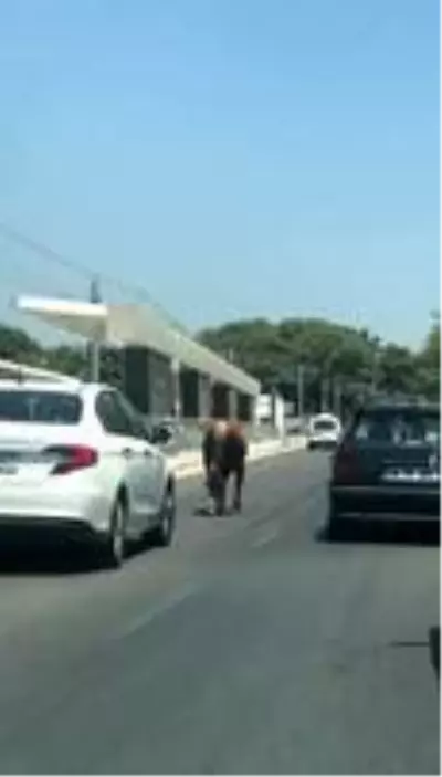 Antalya'da firari danalar araç trafiğine karıştı Antalya'da firari danalar araç trafiğine karıştı