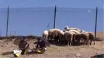 Başkentte bayramın ilk günü kurban satış ve kesim yerlerinde yoğunluk yaşandı Başkentte bayramın ilk günü kurban satış ve kesim yerlerinde yoğunluk yaşandı