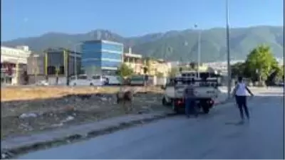 Bursa'da kaçan boğa vatandaşlara zor anlar yaşattı Bursa'da kaçan boğa vatandaşlara zor anlar yaşattı