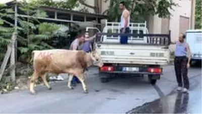 Bursa'da kaçan boğa vatandaşlara zor anlar yaşattı Bursa'da kaçan boğa vatandaşlara zor anlar yaşattı