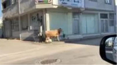 Bursa'da kaçan boğa vatandaşlara zor anlar yaşattı Bursa'da kaçan boğa vatandaşlara zor anlar yaşattı