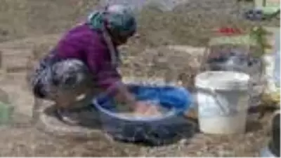 Evlerinden uzaktaki mevsimlik tarım işçileri, bayramı buruk geçiriyor Evlerinden uzaktaki mevsimlik tarım işçileri, bayramı buruk geçiriyor