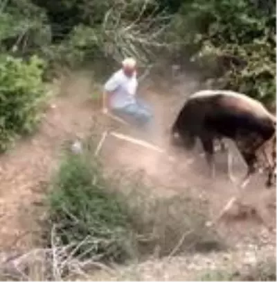 Sahibinin elinden kaçan kurbanlık boğa, vatandaşları kovaladı! İşte o anlar Sahibinin elinden kaçan kurbanlık boğa, vatandaşları kovaladı! İşte o anlar