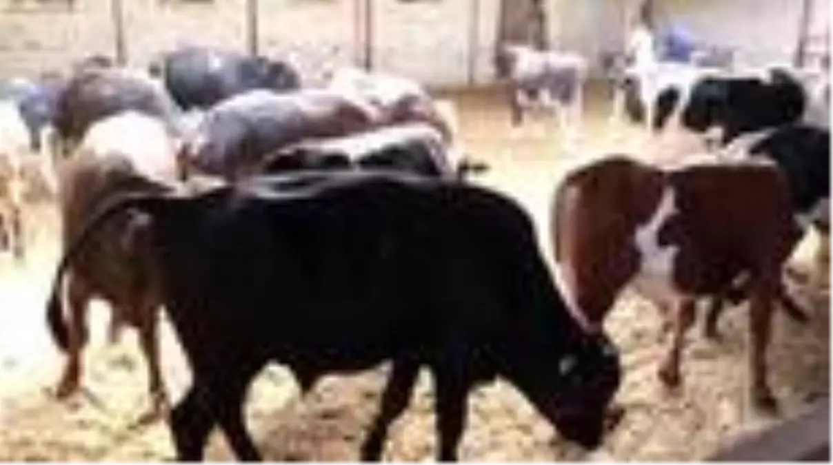 Kurban Bayramı coşkusu