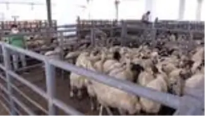Kurban kesiminde Kovid-19 tedbirleri 109 ekiple denetleniyor Kurban kesiminde Kovid-19 tedbirleri 109 ekiple denetleniyor