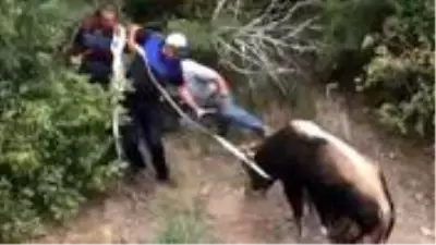 Sahibinin elinden kaçan kurbanlık boğa, vatandaşları kovaladı Sahibinin elinden kaçan kurbanlık boğa, vatandaşları kovaladı