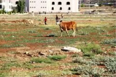 Şanıurfa'da kaçan kurbanlıklar zor anlar yaşattı Şanıurfa'da kaçan kurbanlıklar zor anlar yaşattı