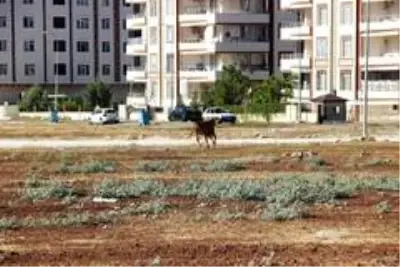 Şanıurfa'da kaçan kurbanlıklar zor anlar yaşattı Şanıurfa'da kaçan kurbanlıklar zor anlar yaşattı