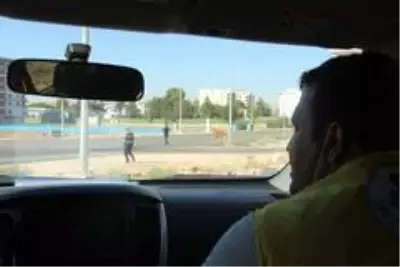 Şanıurfa'da kaçan kurbanlıklar zor anlar yaşattı Şanıurfa'da kaçan kurbanlıklar zor anlar yaşattı