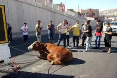Şanıurfa'da kaçan kurbanlıklar zor anlar yaşattı Şanıurfa'da kaçan kurbanlıklar zor anlar yaşattı