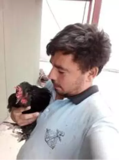 Son Dakika | Tavuk hobisi ölümüne sebep oldu Son Dakika | Tavuk hobisi ölümüne sebep oldu