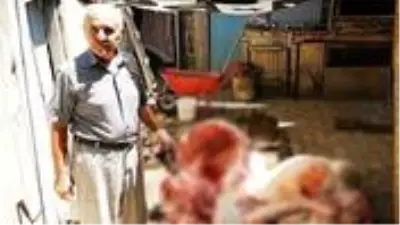 Yaşlı adamın kestiği kurbanlık hayvanda tüberküloz hastalığı tespit edildi Yaşlı adamın kestiği kurbanlık hayvanda tüberküloz hastalığı tespit edildi