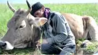 Bataklığa saplanan ineğinin başında sabahlayan Mehmet Amca bu bayram çok mutlu