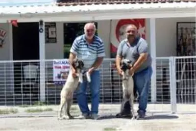 Bayramda köpek otelleri yüzde yüz doldu Bayramda köpek otelleri yüzde yüz doldu
