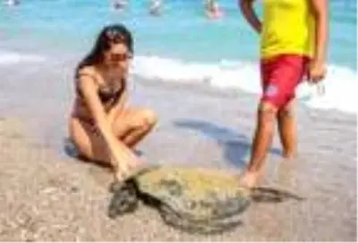 Denizde boğulan kişi sanıldı, yaralı caretta çıktı Denizde boğulan kişi sanıldı, yaralı caretta çıktı