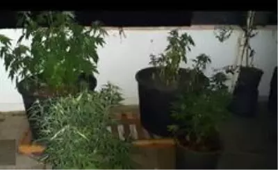 Evinin çatısında Hint keneviri eken şahıs yakalandı Evinin çatısında Hint keneviri eken şahıs yakalandı