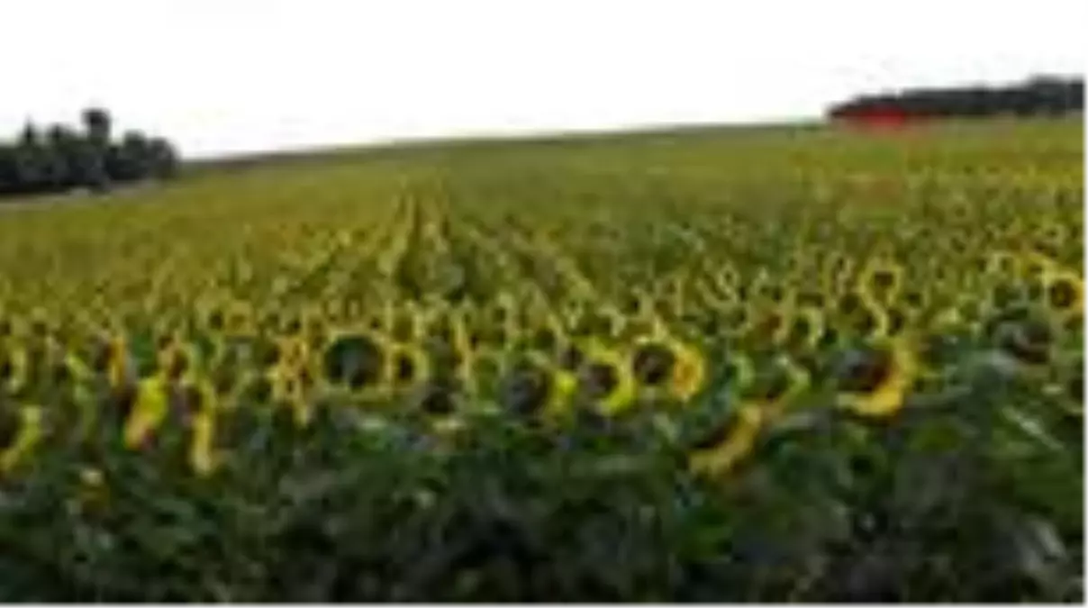 İSTANBUL TARIMININ GÖZDESİ; AYÇİÇEĞİ