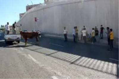 Kaçan boğa sahibini yol ortasında yere serdi Kaçan boğa sahibini yol ortasında yere serdi