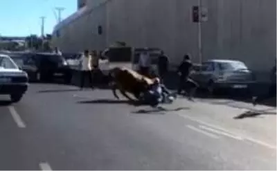 Kaçan boğa sahibini yol ortasında yere serdi Kaçan boğa sahibini yol ortasında yere serdi