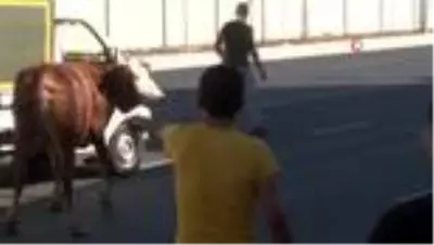 Kaçan boğa sahibini yol ortasında yere serdi Kaçan boğa sahibini yol ortasında yere serdi