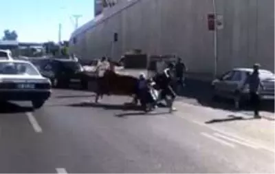 Kaçan boğa sahibini yol ortasında yere serdi Kaçan boğa sahibini yol ortasında yere serdi
