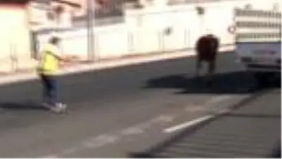 Kaçan boğa sahibini yol ortasında yere serdi Kaçan boğa sahibini yol ortasında yere serdi