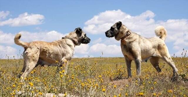 Kangal köpekleri çip teknolojisiyle koruma altına alınıyor