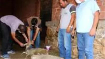 Manisa’da 30 büyükbaş ve 100 küçükbaş telef oldu! Şüpheli ölümler nedeniyle inceleme başlatıldı