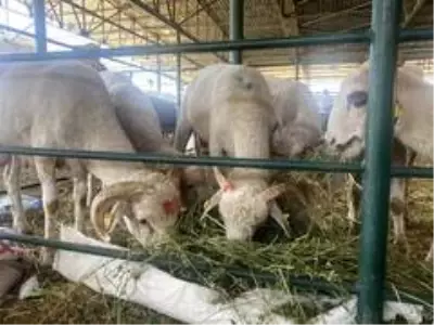 Bayramın ikinci gününde küçükbaş kurbanlıkların fiyatı yarı yarıya düştü Bayramın ikinci gününde küçükbaş kurbanlıkların fiyatı yarı yarıya düştü