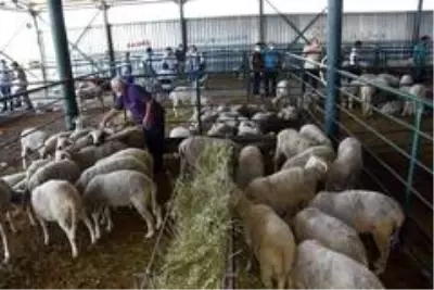 Bayramın ikinci gününde küçükbaş kurbanlıkların fiyatı yarı yarıya düştü Bayramın ikinci gününde küçükbaş kurbanlıkların fiyatı yarı yarıya düştü