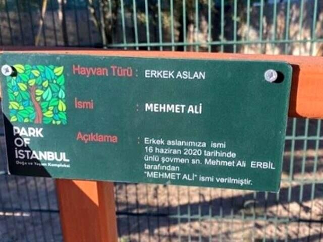 Mehmet Ali Erbil, hayvanat bahçesinde bulunan 2 aylık aslana ismi verdi Mehmet Ali Erbil, hayvanat bahçesinde bulunan 2 aylık aslana ismi verdi