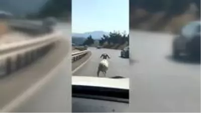 Otoyola çıkan koç otomobillere meydan okudu Otoyola çıkan koç otomobillere meydan okudu